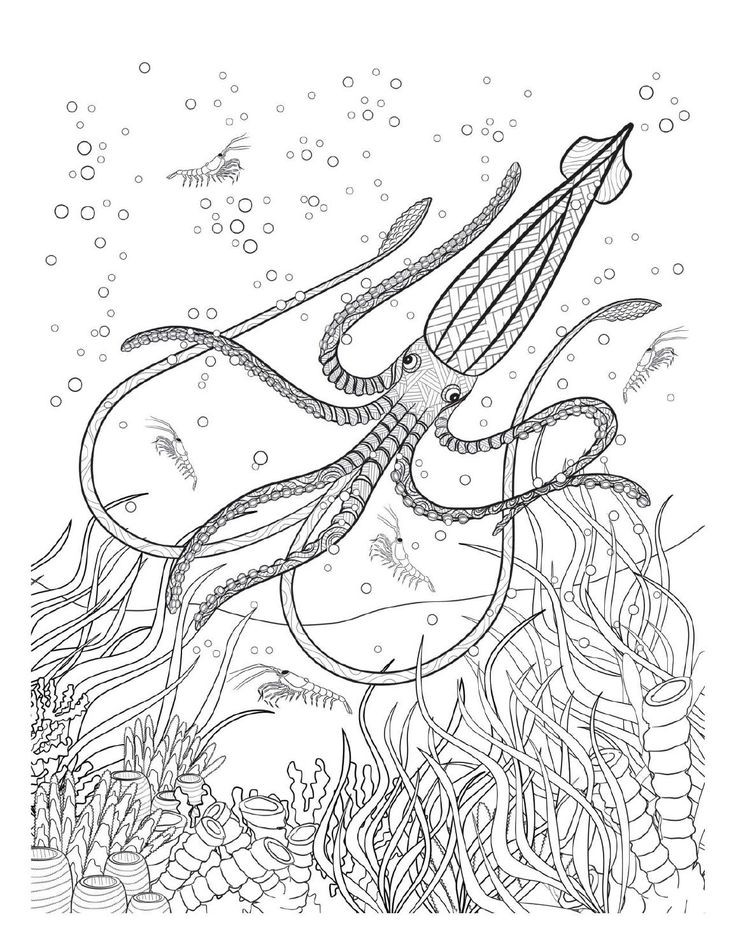 Underwater Coloring Book Pages
 17 Best images about Coloring pages to print Underwater