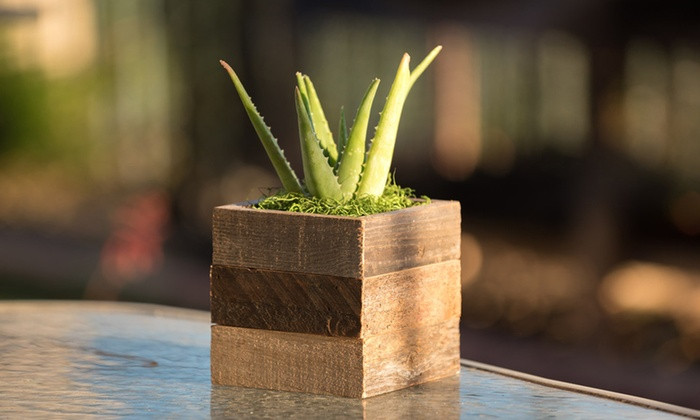 Best ideas about Vera Deck Planters
. Save or Pin Aloe Vera in Reclaimed Wood Succulent Kodiak Planter Now.