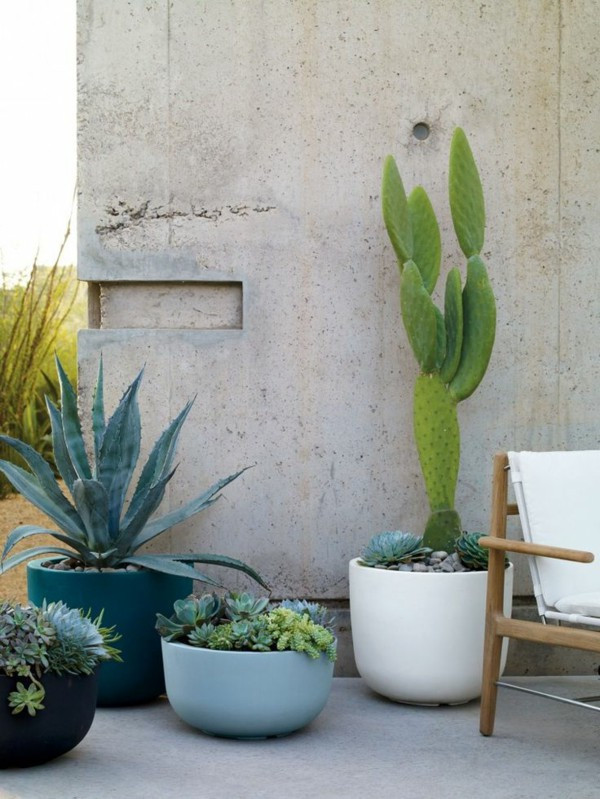 Best ideas about Vera Deck Planters
. Save or Pin Cacti Species You Necessarily Should Get To Know – Fresh Now.