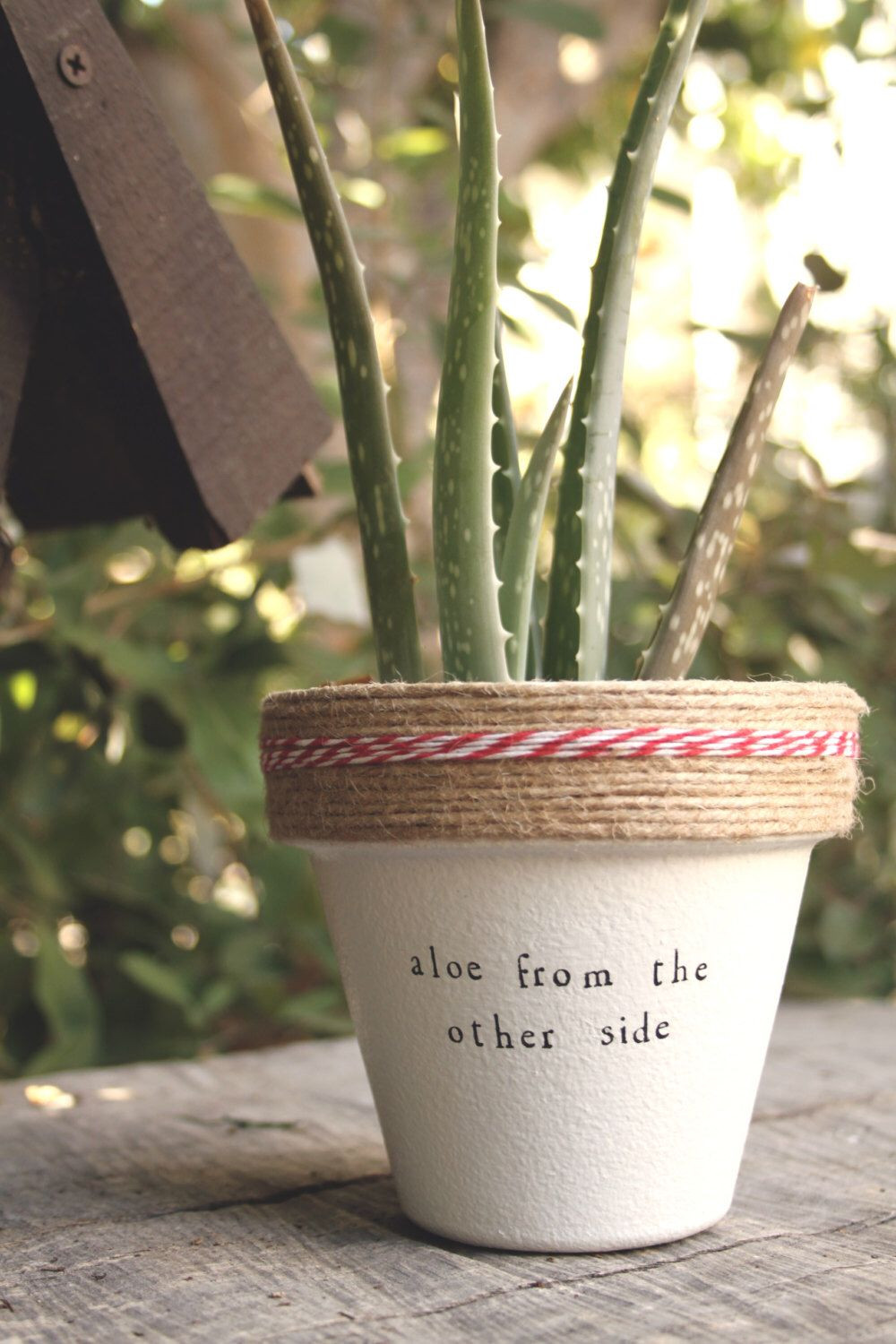 Best ideas about Vera Deck Planters
. Save or Pin 4" Aloe From the Other Side Aloe Vera Cute Succulent Now.