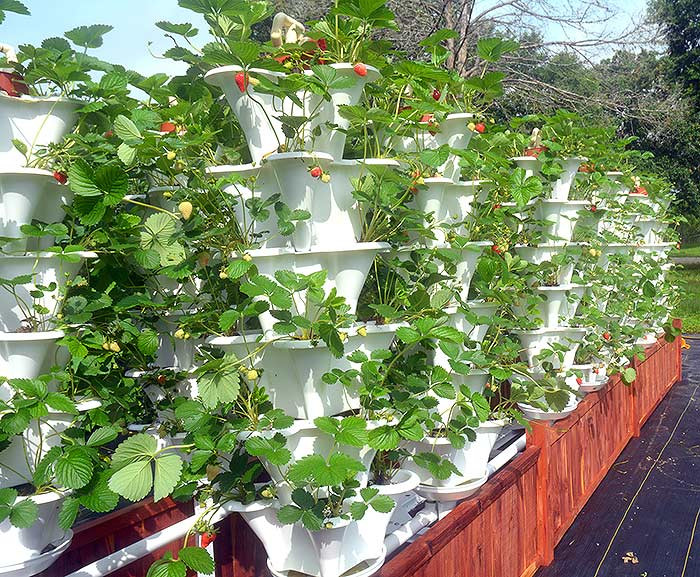 Best ideas about Vertical Hydroponic Garden
. Save or Pin Grow 600 Plants in 36sqft Hydroponic Vertical Garden Now.