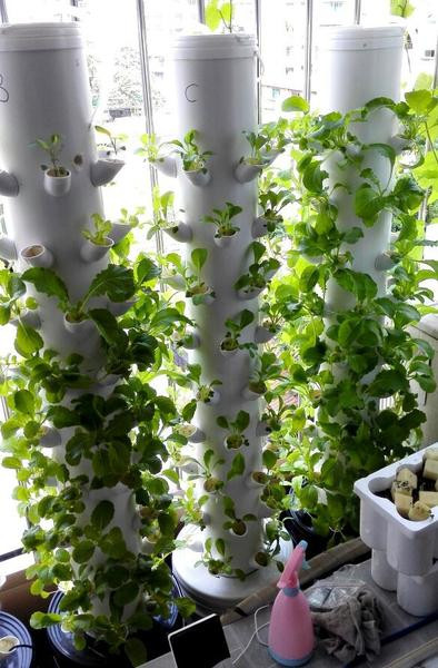 Best ideas about Vertical Hydroponic Garden
. Save or Pin Growing Ve ables Vertical Garden Hydro Growing System Now.