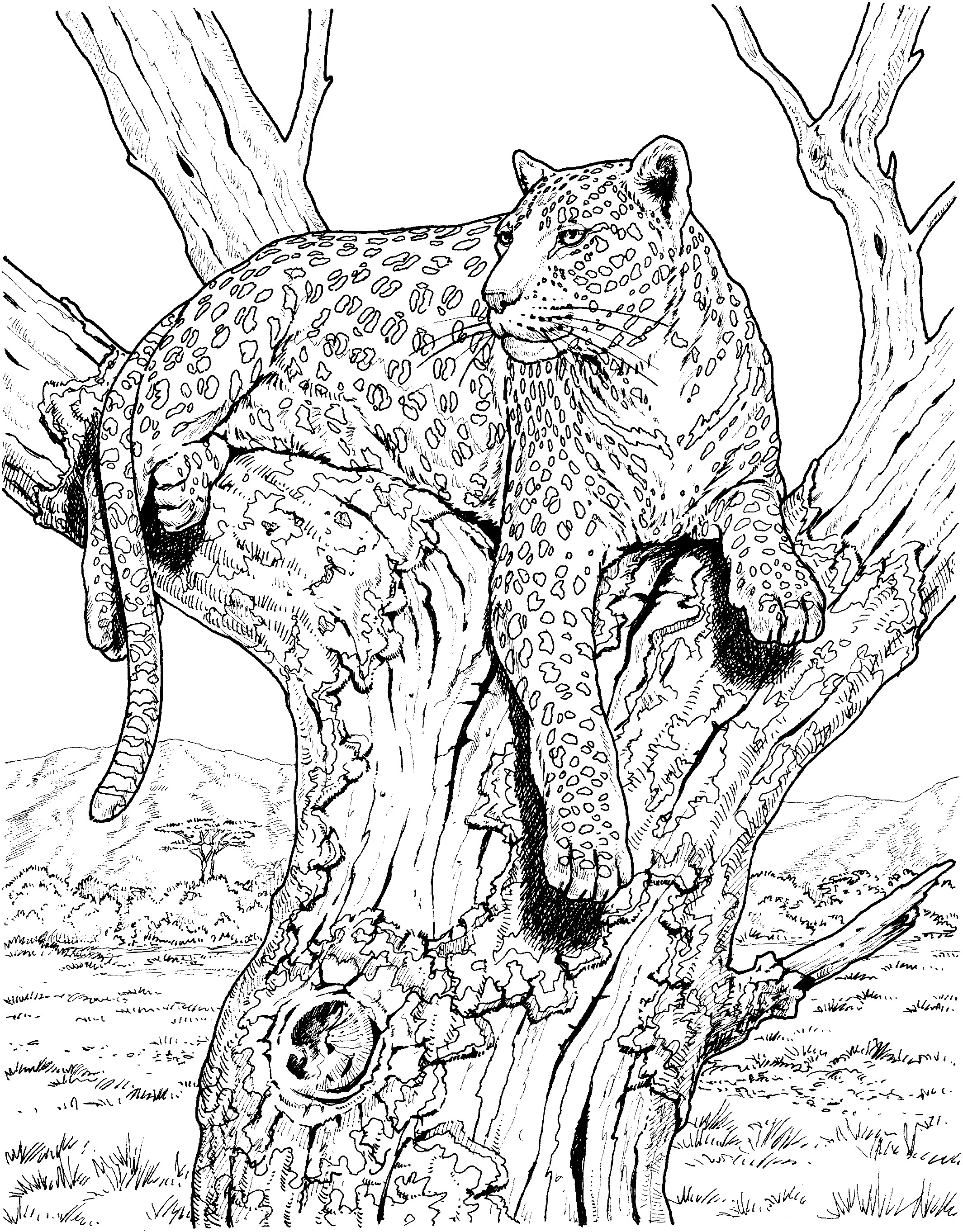 Wildlife Coloring Books
 Wildlife Coloring Pages Bestofcoloring