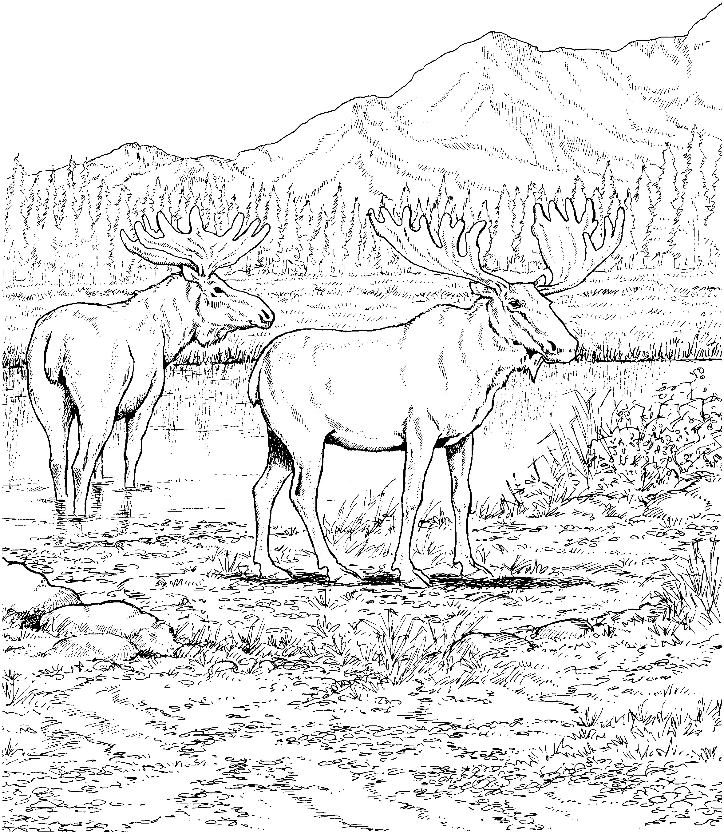 Wildlife Coloring Books
 Free Moose Coloring Pages