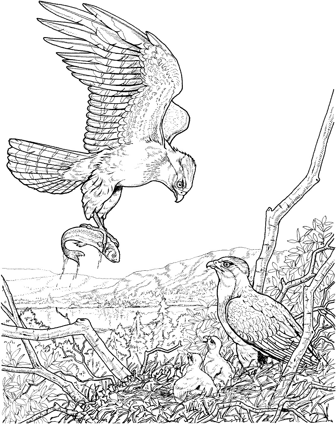 Wildlife Coloring Books
 Wildlife Coloring Pages Bestofcoloring