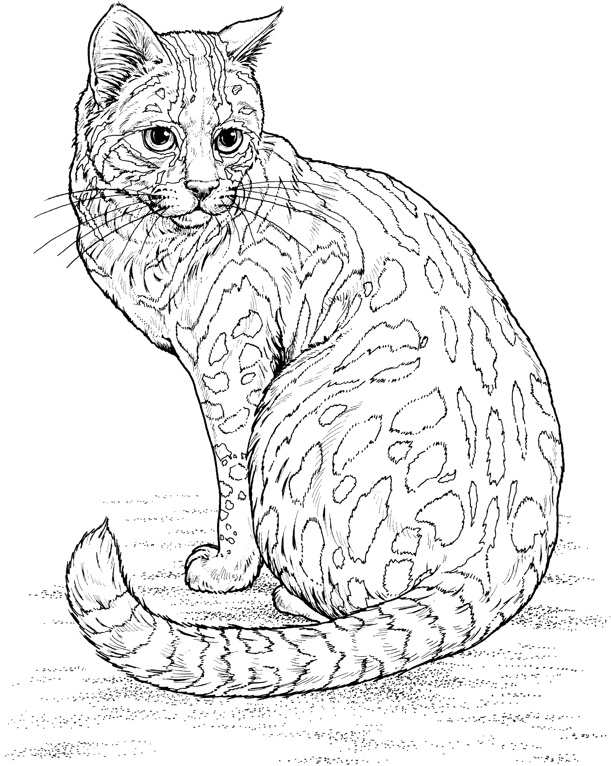 Wildlife Coloring Books
 Free Leopard Coloring Pages