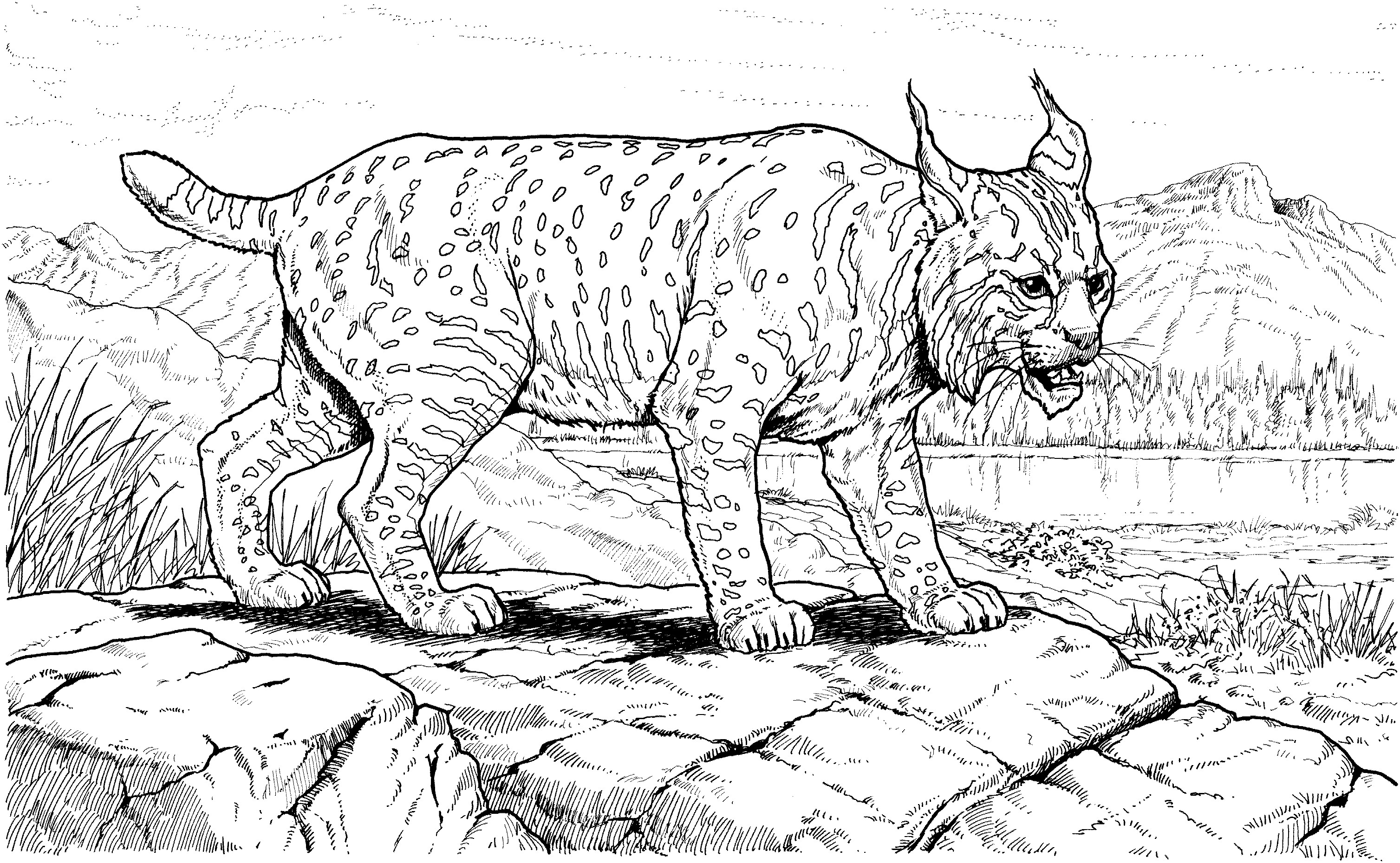 Wildlife Coloring Books
 Free Lynx Coloring Pages