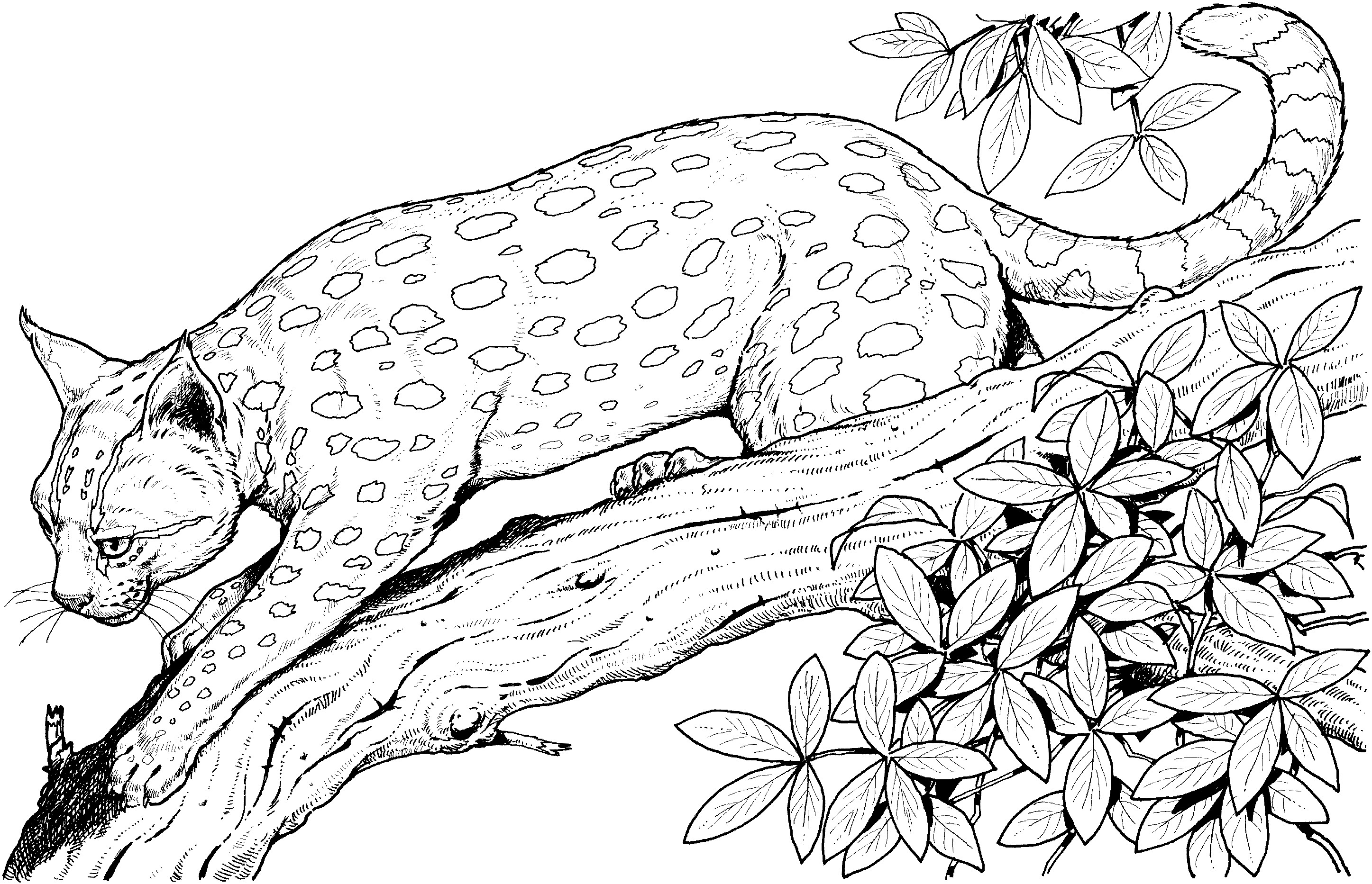 Wildlife Coloring Books
 Deer Coloring Page Wild Animal Doe And Fawn Coloring Pages