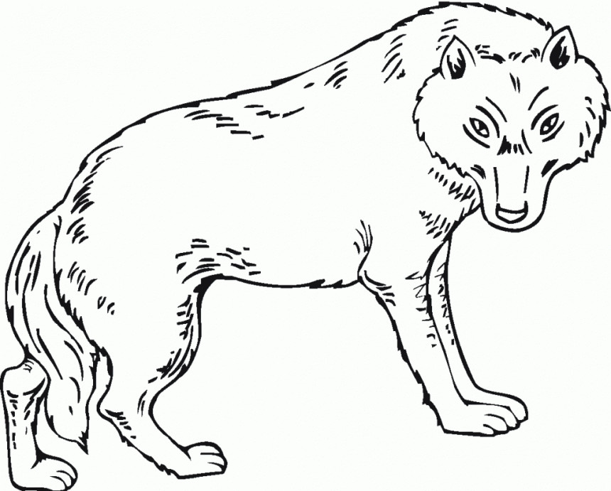 Wolf Coloring Pages
 Free Printable Wolf Coloring Pages For Kids