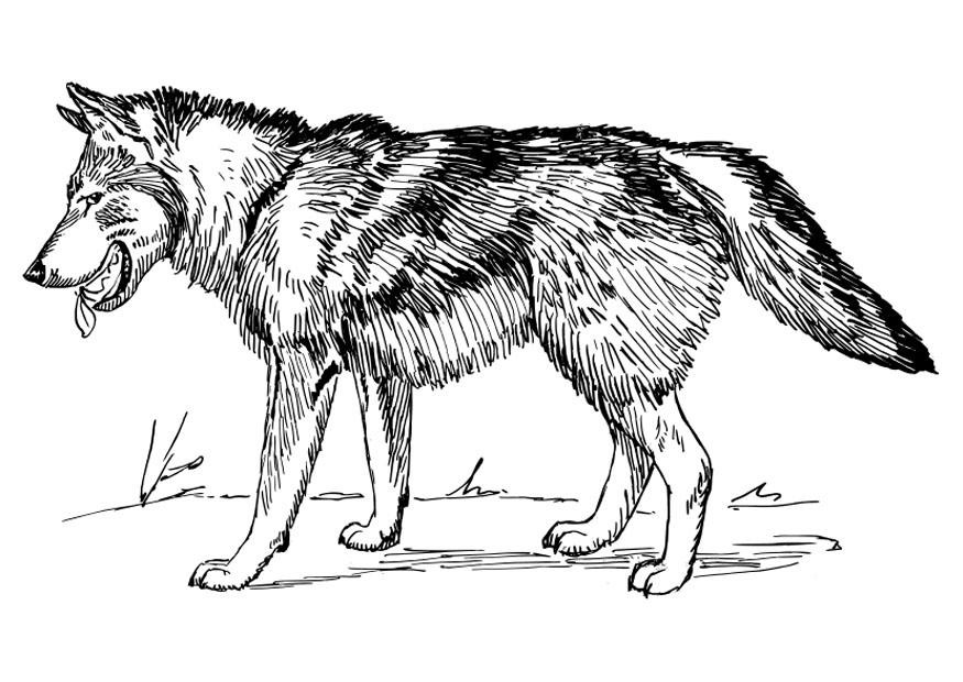 Wolf Coloring Pages For Adults
 Free Printable Wolf Coloring Pages For Kids