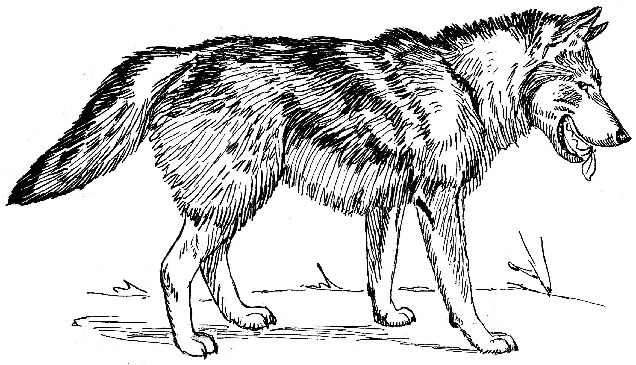 Wolf Coloring Pages For Teens
 Teen Wolf Colouring Pages Sketch Coloring Page
