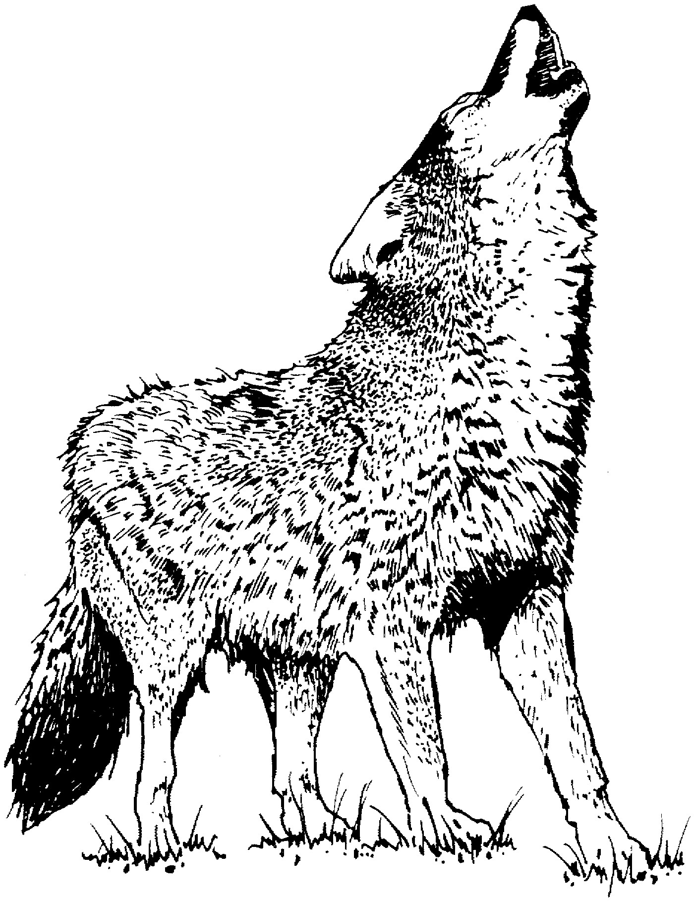 Wolf Coloring Pages
 Anime Wolf Coloring Pages Printable Pages 8934