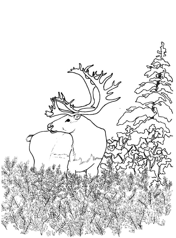 Best ideas about Woodland Coloring Sheets For Boys
. Save or Pin Woodland Animals Coloring Pages Coloring Home Now.