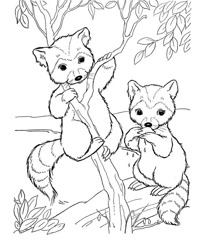 Best ideas about Woodland Coloring Sheets For Boys
. Save or Pin Woodland Creatures Coloring Pages Coloring Home Now.