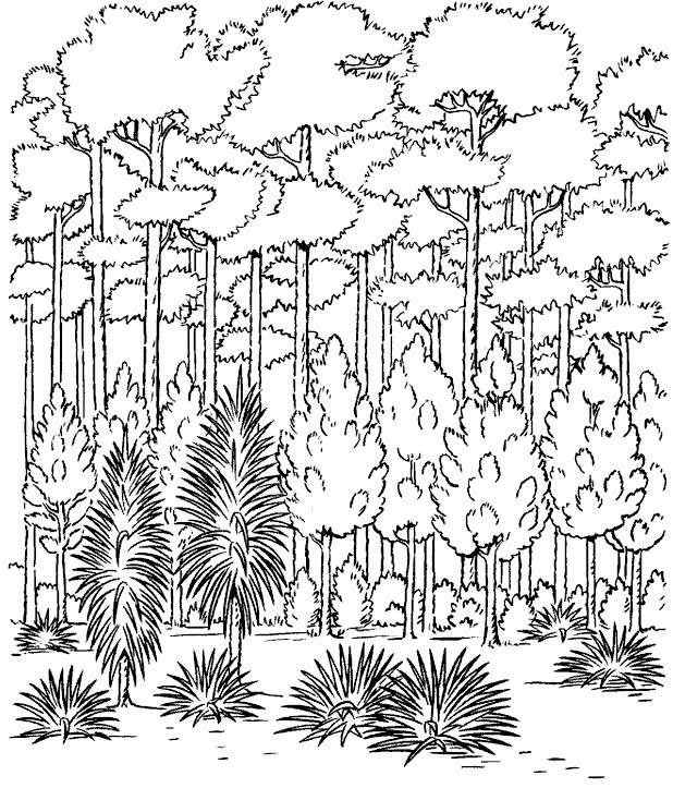 Best ideas about Woodland Coloring Sheets For Boys
. Save or Pin Раскраска лес Now.