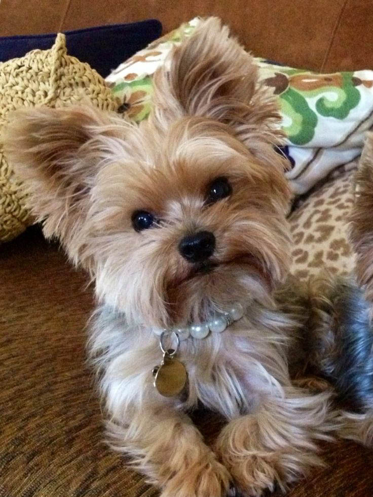 Yorkie Haircuts Female
 Top 35 Latest Yorkie Haircuts Yorkshire Terrier