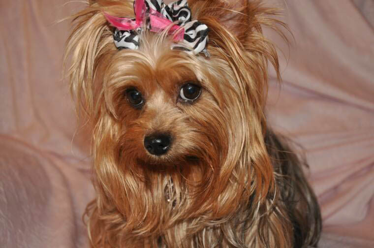 Yorkie Haircuts Female
 Yorkie Haircuts Coolest Yorkshire Terrier Haircuts