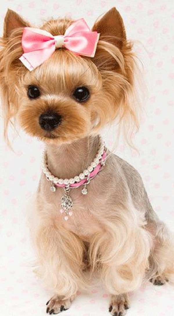 Yorkie Haircuts Female
 100 Yorkie Haircuts for Males Females Yorkshire