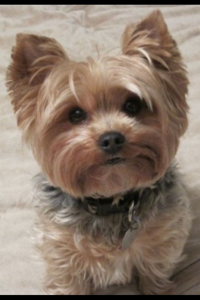 Yorkie Haircuts Female
 3c2b3cc6436de76da1cb66a7a692d0a3 640×960 pixels