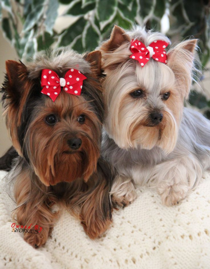 Yorkie Haircuts Female
 Yorkie Terrier Female Haircut