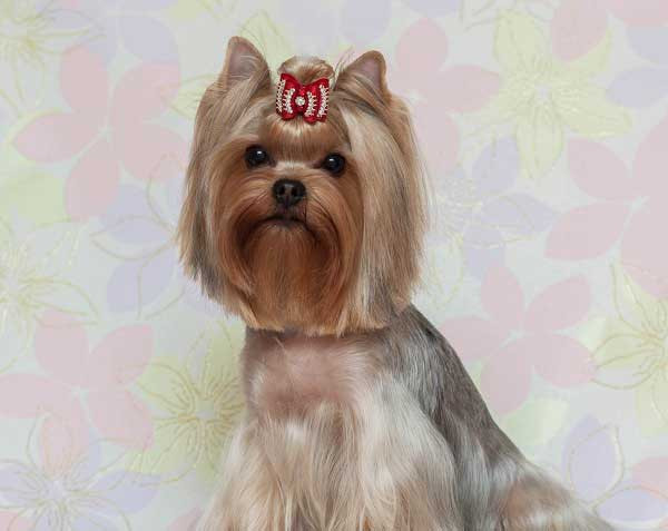 Yorkie Haircuts Female
 Yorkie Haircuts 100 Yorkshire terrier Hairstyles