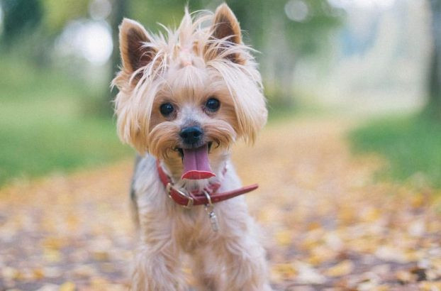 Yorkie Haircuts Female
 Yorkie haircuts for males and females 60 pictures