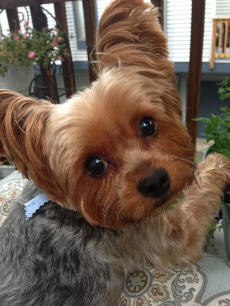 Yorkie Haircuts Female
 yorkie Animals of the world