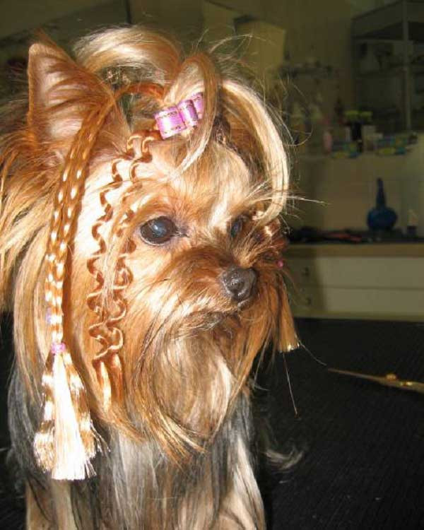 Yorkie Haircuts Female
 Yorkie Haircuts 100 Yorkshire terrier Hairstyles