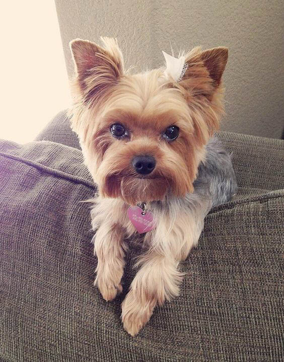 Yorkie Haircuts Female
 Yorkie Haircuts Coolest Yorkshire Terrier Haircuts