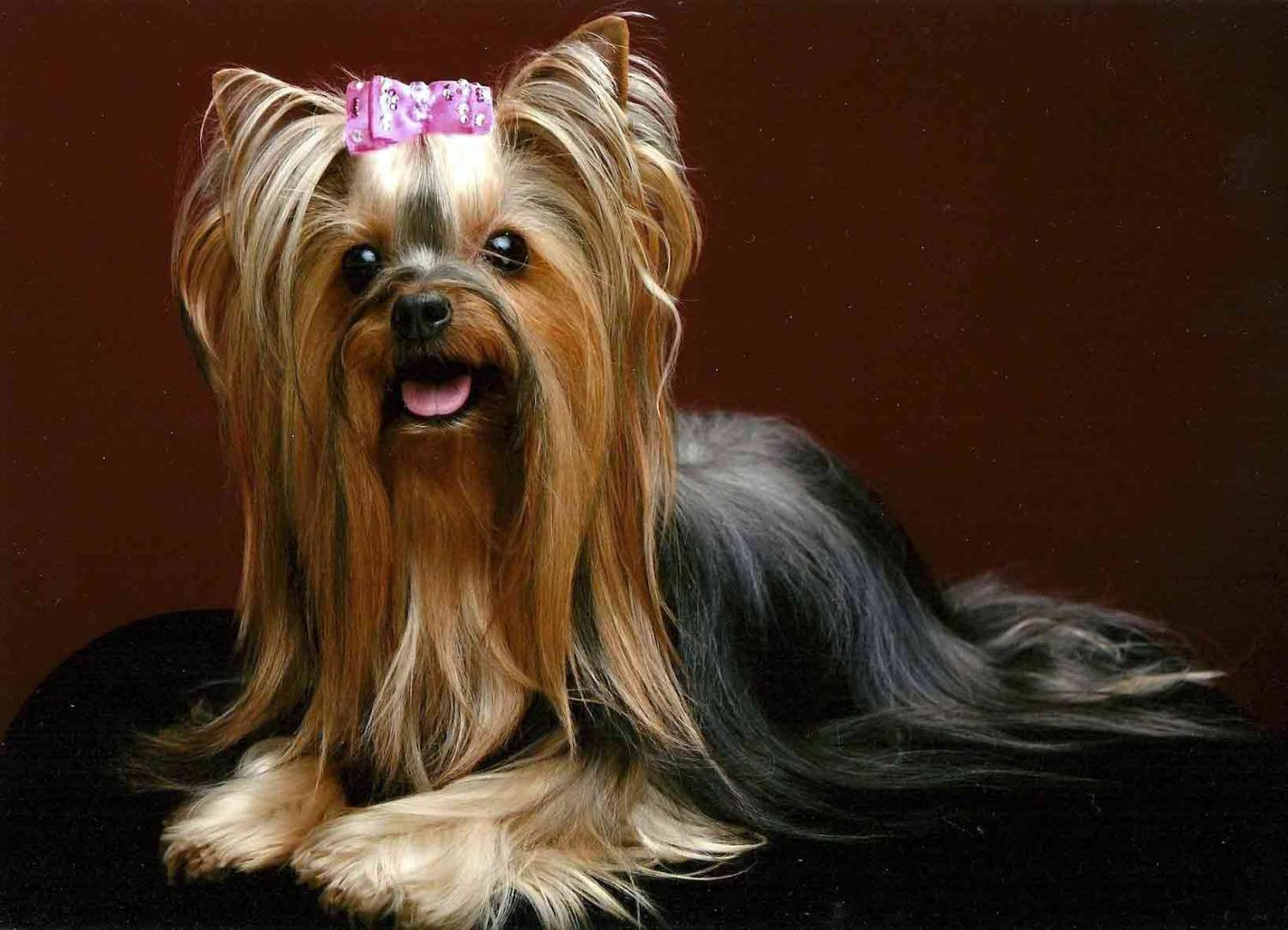 Yorkie Haircuts Female
 Yorkie haircuts for males and females 60 pictures