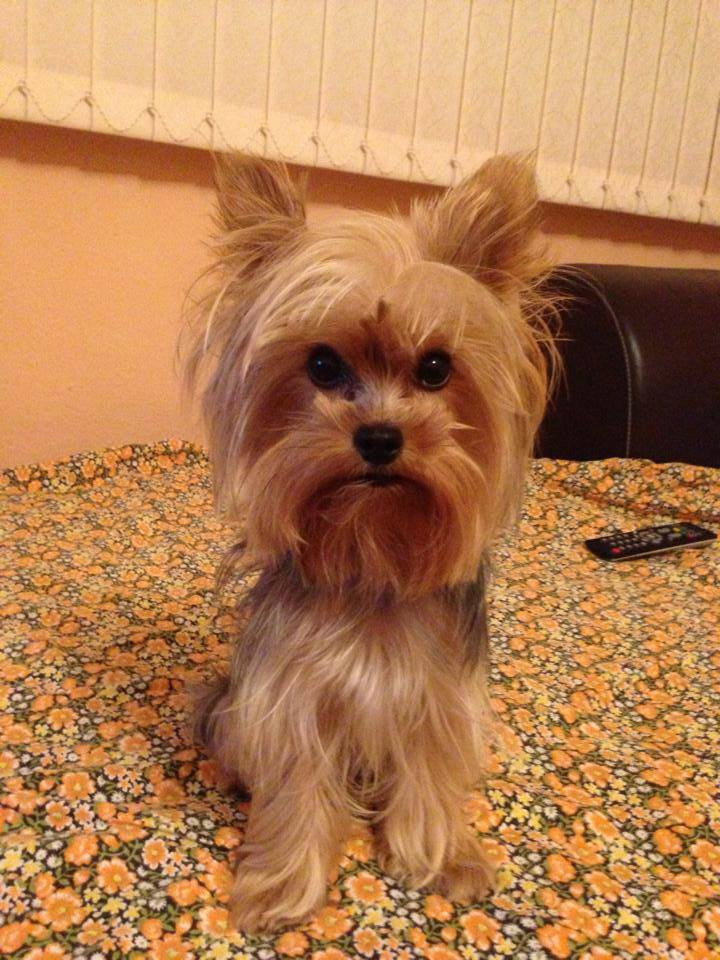 Yorkie Haircuts Female
 Yorkie haircuts for males and females 60 pictures