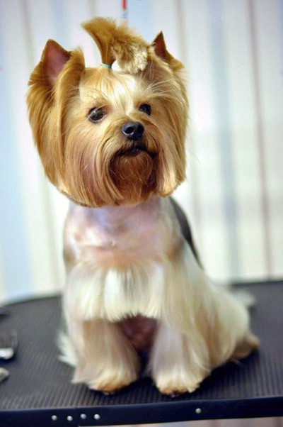 Yorkie Haircuts Female
 YorkshireTerrierKingdom