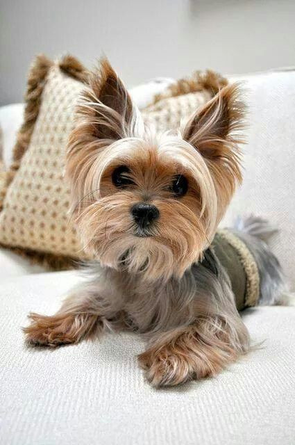 Yorkie Haircuts Female
 23 best cute teacup yorkies images on Pinterest