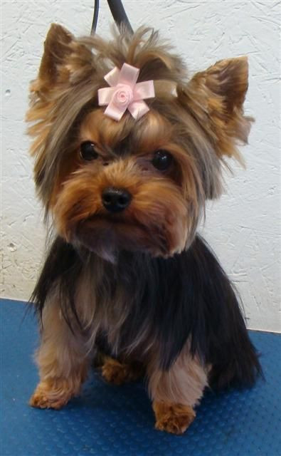 Yorkie Haircuts Female
 Pin Short Haircut Yorkie on Pinterest