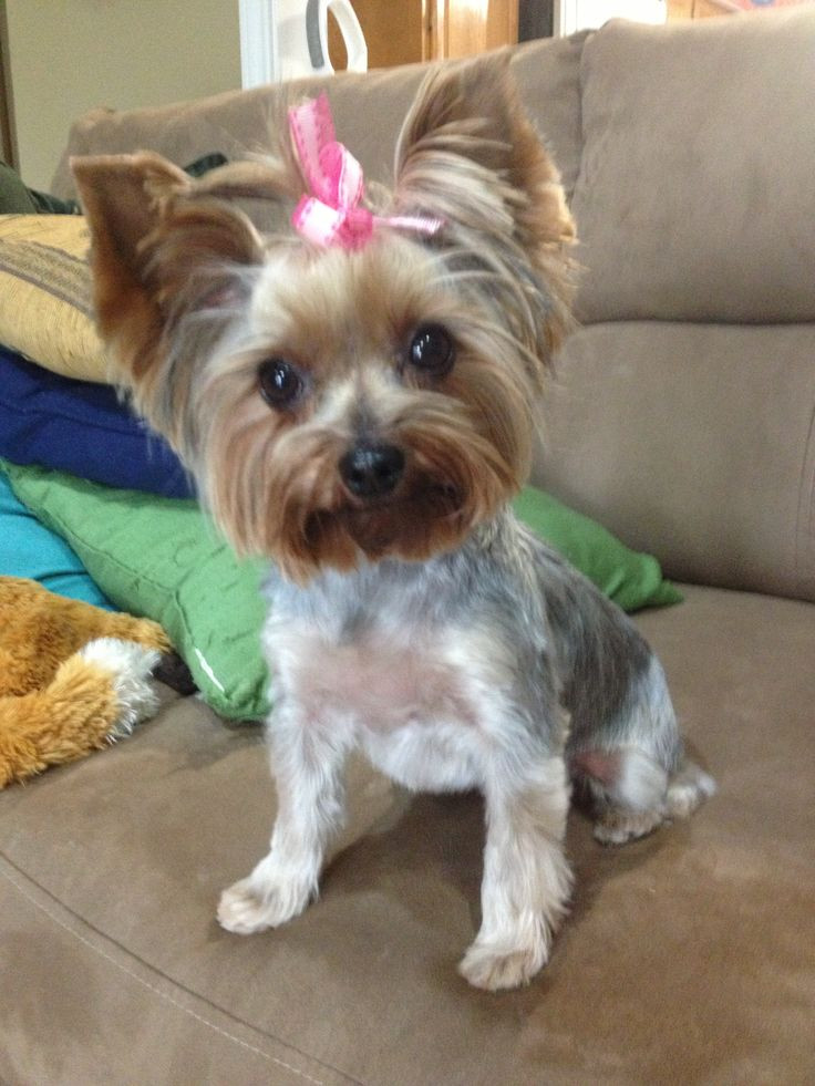 Yorkie Haircuts Female
 The 25 best Yorkie hair cuts ideas on Pinterest