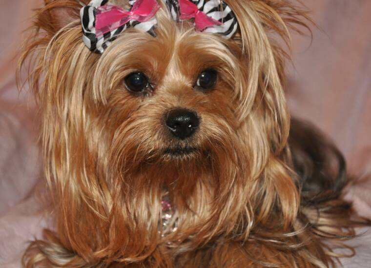 Yorkie Haircuts Female
 Yorkie Haircuts Omarshiwaychef Female