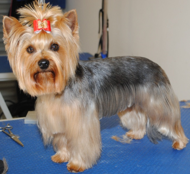 Yorkie Haircuts For Females
 17 Best images about Yorkie hair cuts on Pinterest