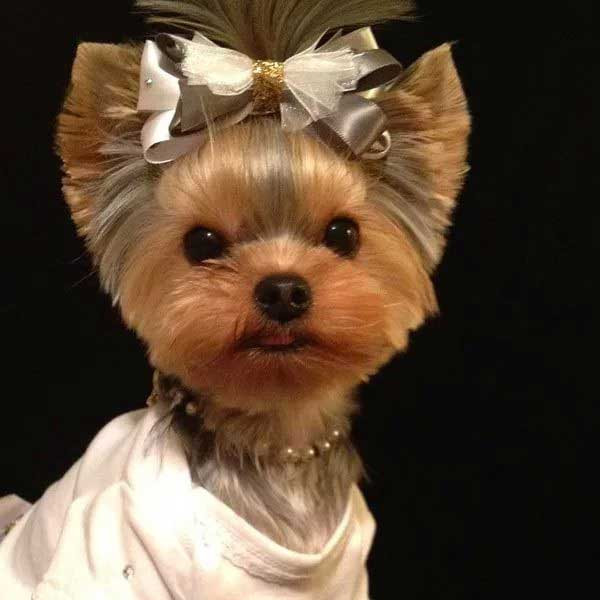 Yorkie Haircuts For Females
 Yorkie Haircuts 100 Yorkshire terrier Hairstyles