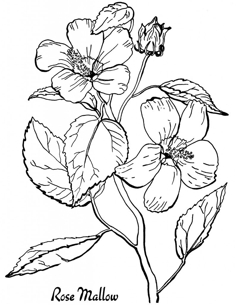 Best ideas about Adult Coloring Books Flowers
. Save or Pin 7 Floral Adult Coloring Pages The Graphics Fairy Now.
