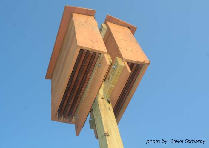 Best ideas about Bat Boxes DIY
. Save or Pin Download Free Bat House Plans Do It Yourself Plans DIY Now.