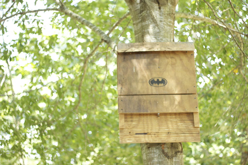 Best ideas about Bat Boxes DIY
. Save or Pin Free Bat House Plans Do It Yourself Plans DIY Free Now.