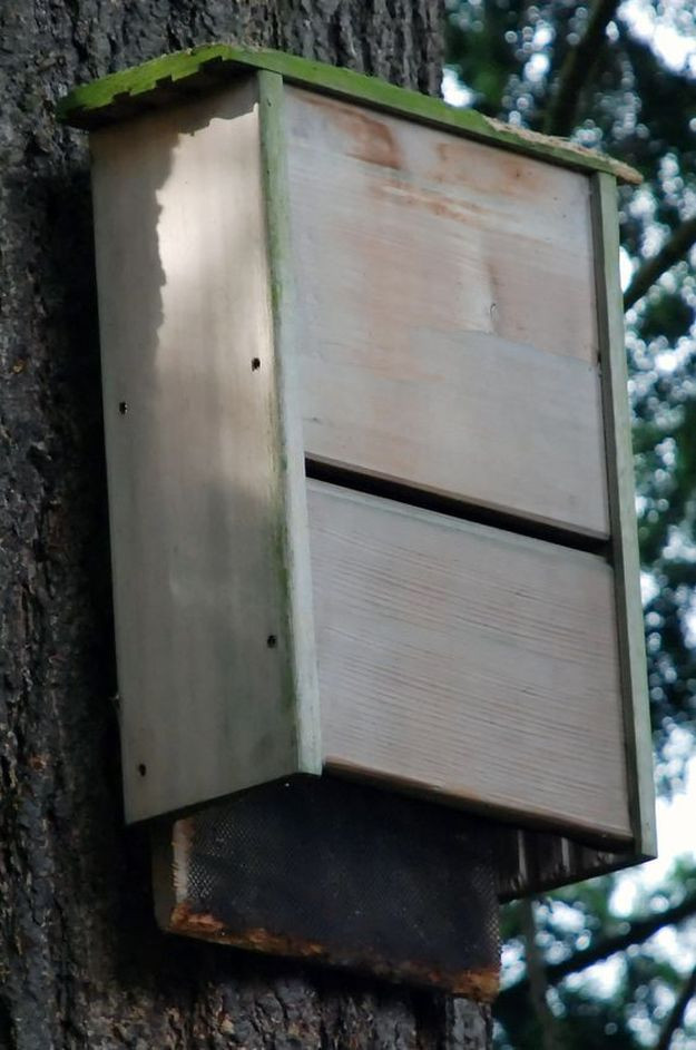 Best ideas about Bat Boxes DIY
. Save or Pin Bat House Ideas Worth Hanging Around For Now.