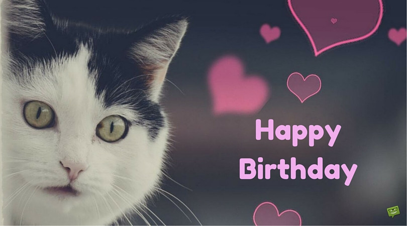 Best ideas about Cat Birthday Wishes
. Save or Pin Birthday Wishes With Cats Page 2 Now.