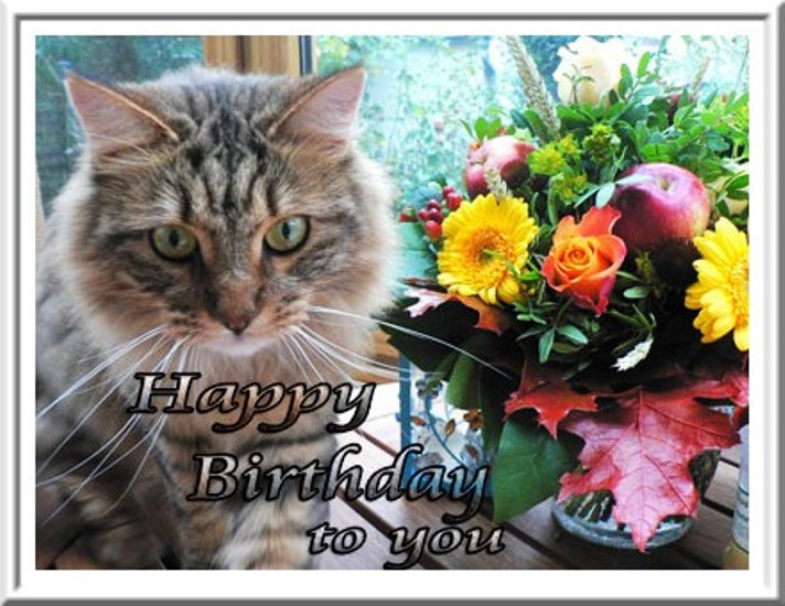 Best ideas about Cat Birthday Wishes
. Save or Pin Birthday Wishes With Cats Now.