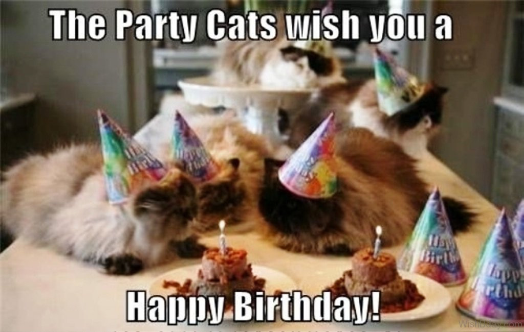 Best ideas about Cat Birthday Wishes
. Save or Pin 86 Cat Birthday Wishes Now.