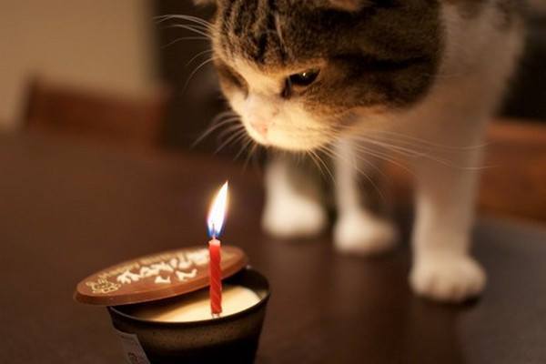 Best ideas about Cat Birthday Wishes
. Save or Pin 105 Birthday Wishes for Cats Now.