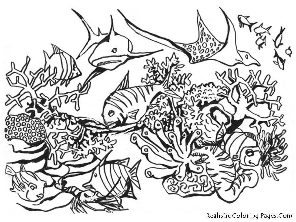 Best ideas about Coloring Pages For Adults Ocean
. Save or Pin Coloring Pages Best s Ocean Coloring Pages For Now.