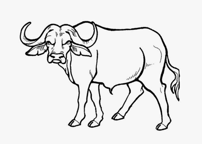 Best ideas about Coloring Pages For Boys Bufulo
. Save or Pin Buffalo Coloring Pages Labels Animal grig3 Now.