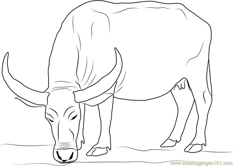 Best ideas about Coloring Pages For Boys Bufulo
. Save or Pin Water Buffalo Coloring Page Free Buffalo Coloring Pages Now.
