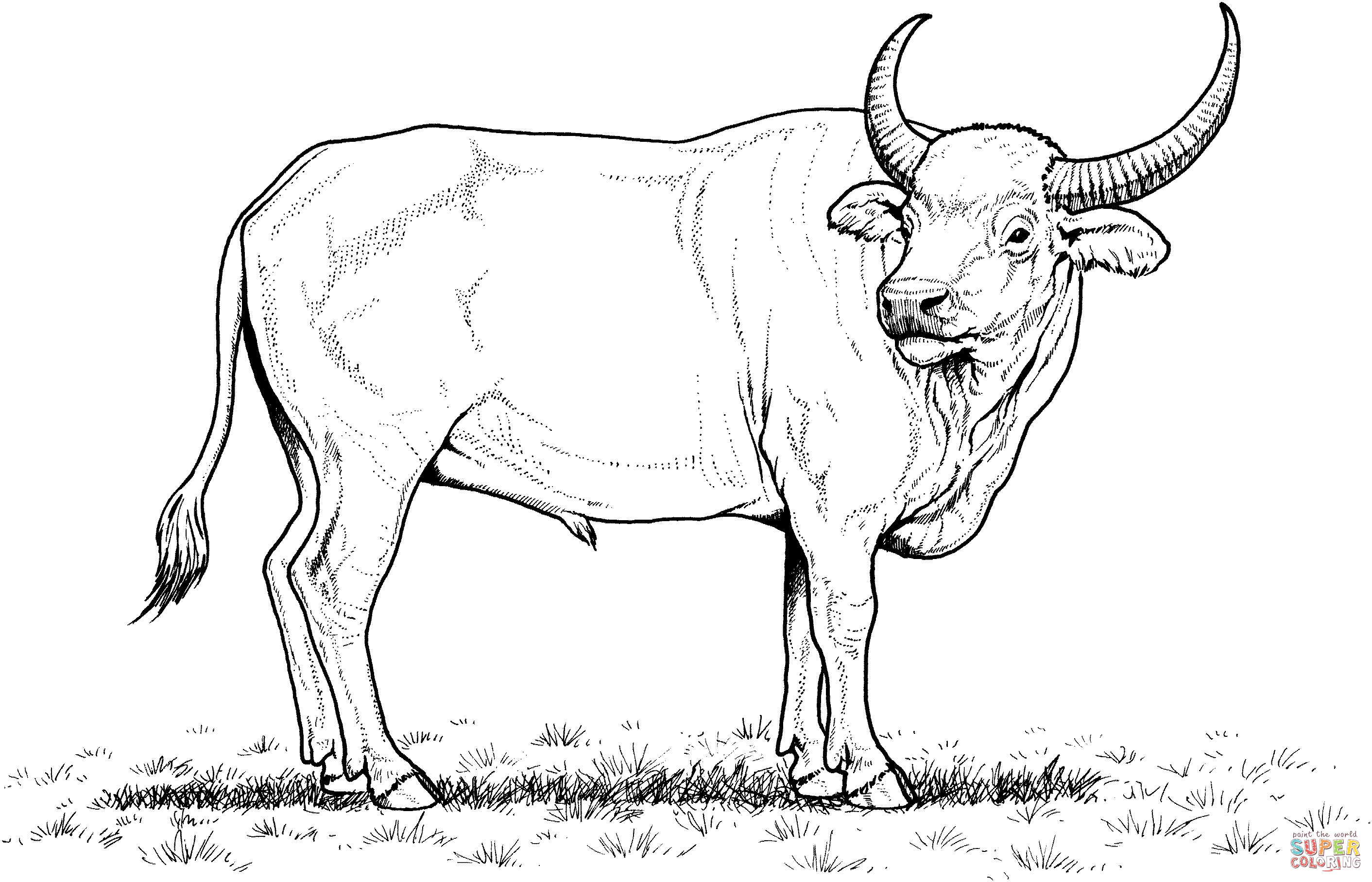 Best ideas about Coloring Pages For Boys Bufulo
. Save or Pin Wild Water Buffalo coloring page Now.